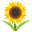 :sunflower: